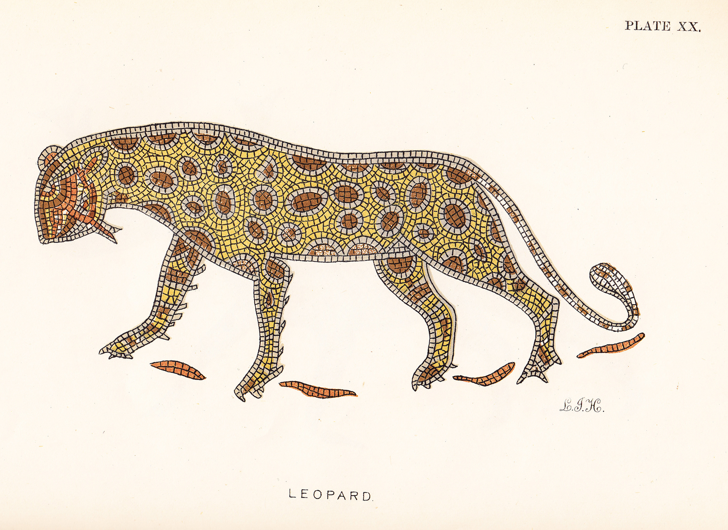 Leopard